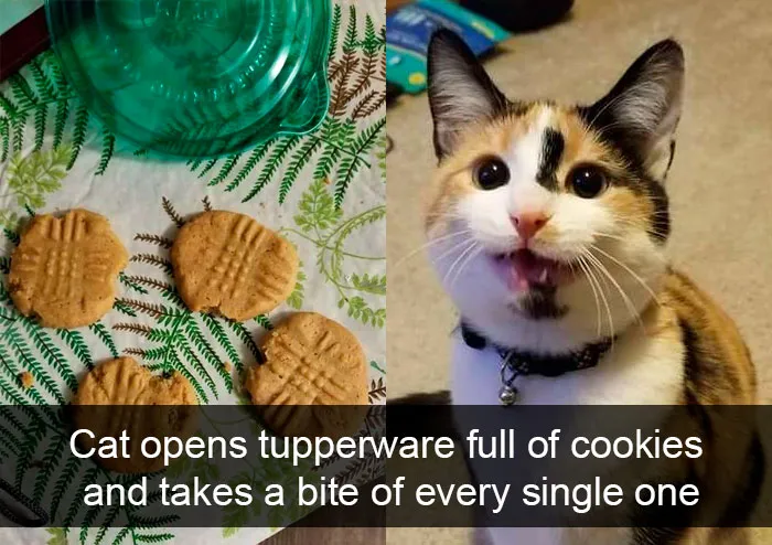 35 Hilarious Cat Snapchats That Will Put A Smile On Your Face (New Pics)