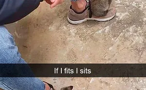 35 Hilarious Cat Snapchats That Will Put A Smile On Your Face (New Pics)