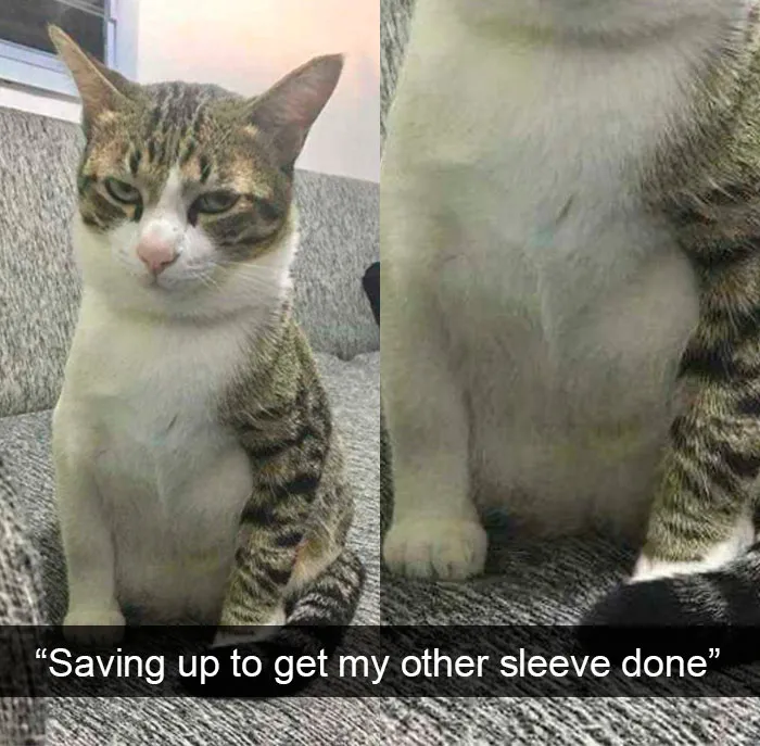 35 Hilarious Cat Snapchats That Will Put A Smile On Your Face (New Pics)