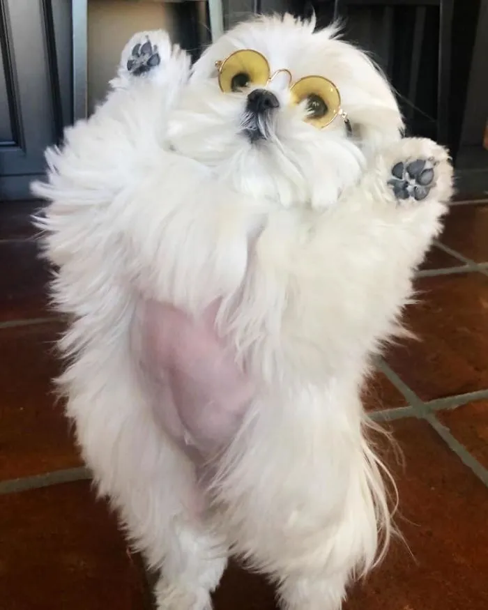 This Is Coco And She Really Likes To Stand On Her Back Feet (25 Pics)