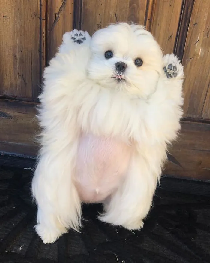 This Is Coco And She Really Likes To Stand On Her Back Feet (25 Pics)