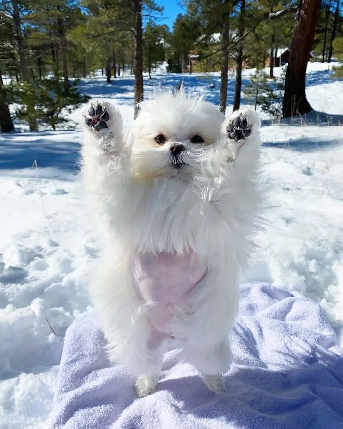 This Is Coco And She Really Likes To Stand On Her Back Feet (25 Pics)