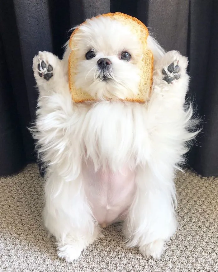 This Is Coco And She Really Likes To Stand On Her Back Feet (25 Pics)