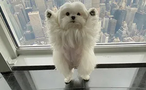 This Is Coco And She Really Likes To Stand On Her Back Feet (25 Pics)