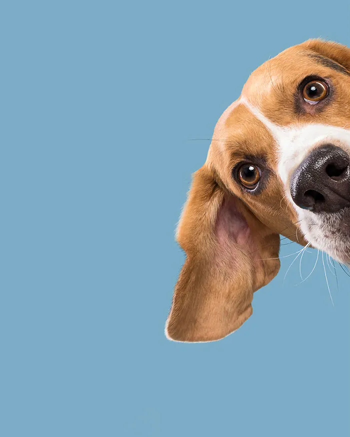 Ernie, The Beagle