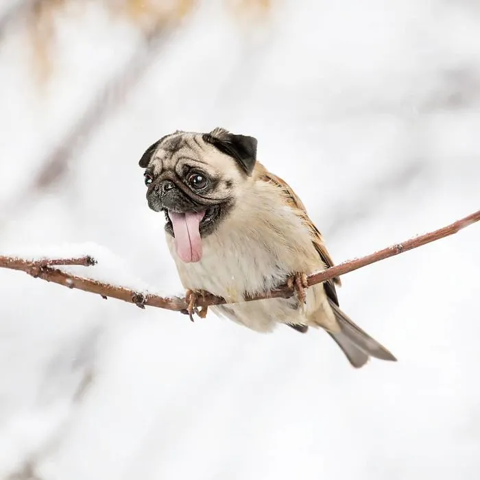 Spug