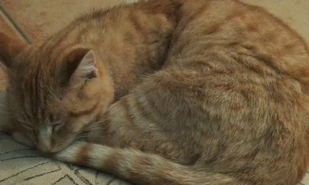 Adopting This Cat