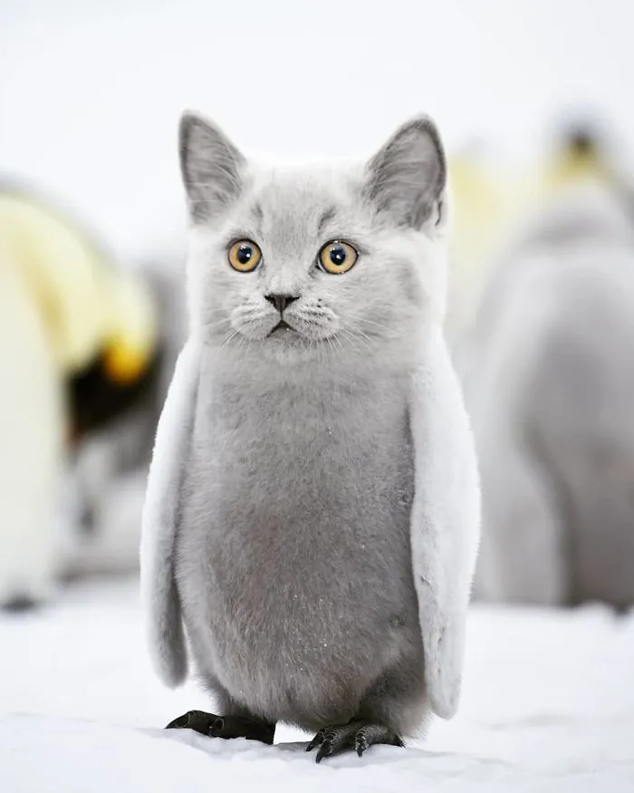 Felinguin