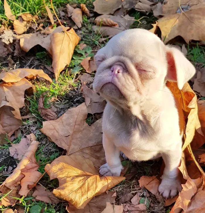 One Of Less Than 100 Pink Pugs In The World ‘Milkshake’ Is Stealing Hearts On Instagram