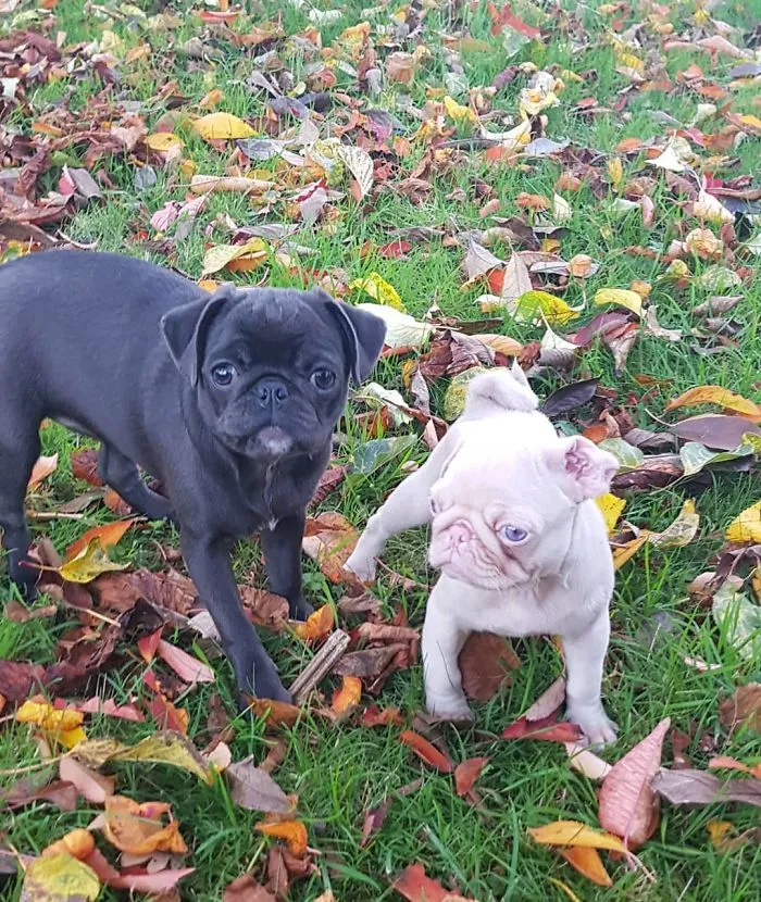 One Of Less Than 100 Pink Pugs In The World ‘Milkshake’ Is Stealing Hearts On Instagram