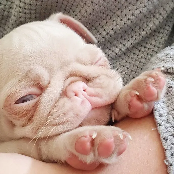 One Of Less Than 100 Pink Pugs In The World ‘Milkshake’ Is Stealing Hearts On Instagram