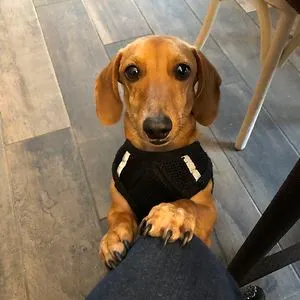 Remy