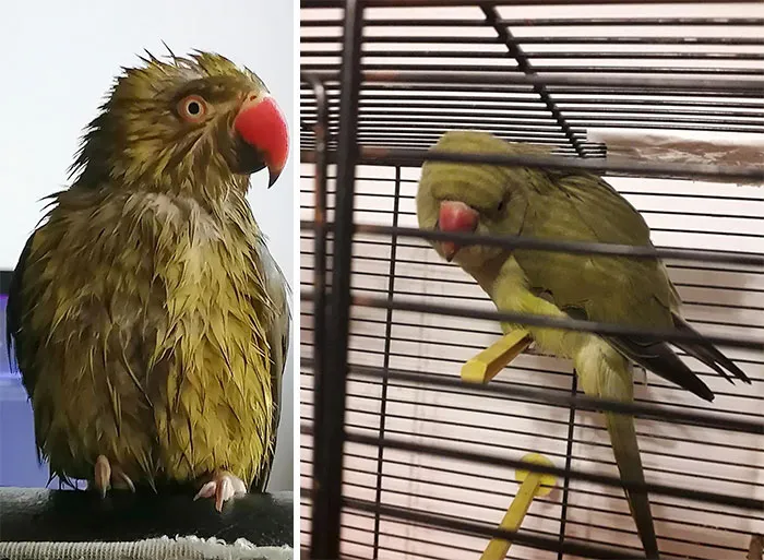 35 Quarantine Conference Calls Gone Hilariously Wrong