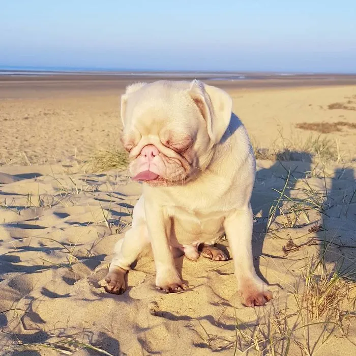 One Of Less Than 100 Pink Pugs In The World ‘Milkshake’ Is Stealing Hearts On Instagram