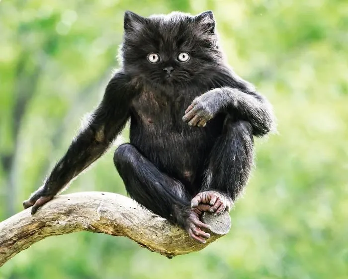 Monkat