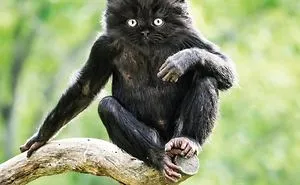 Artist Creates The Stupidest Animal Hybrids He Can Think Of (26 New Pics)