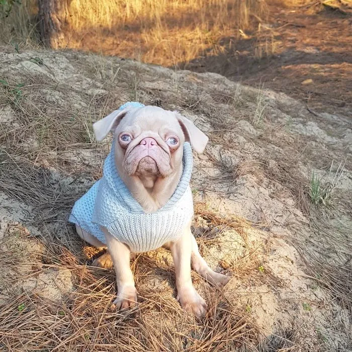 One Of Less Than 100 Pink Pugs In The World ‘Milkshake’ Is Stealing Hearts On Instagram