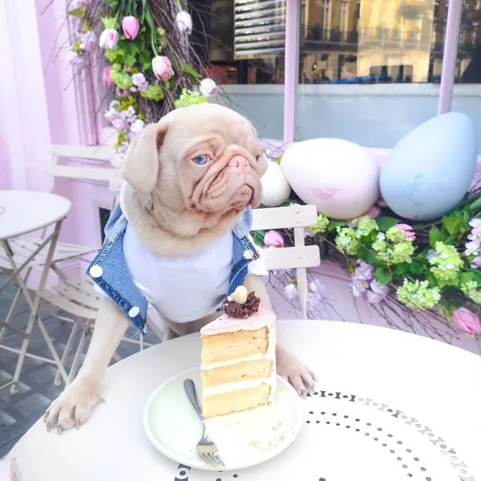 One Of Less Than 100 Pink Pugs In The World ‘Milkshake’ Is Stealing Hearts On Instagram