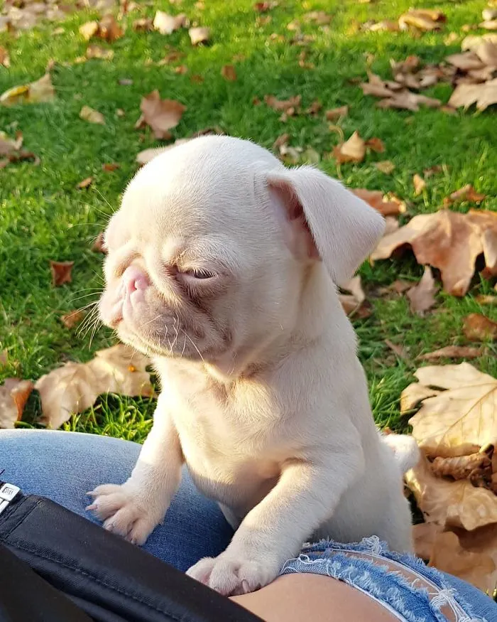 One Of Less Than 100 Pink Pugs In The World ‘Milkshake’ Is Stealing Hearts On Instagram