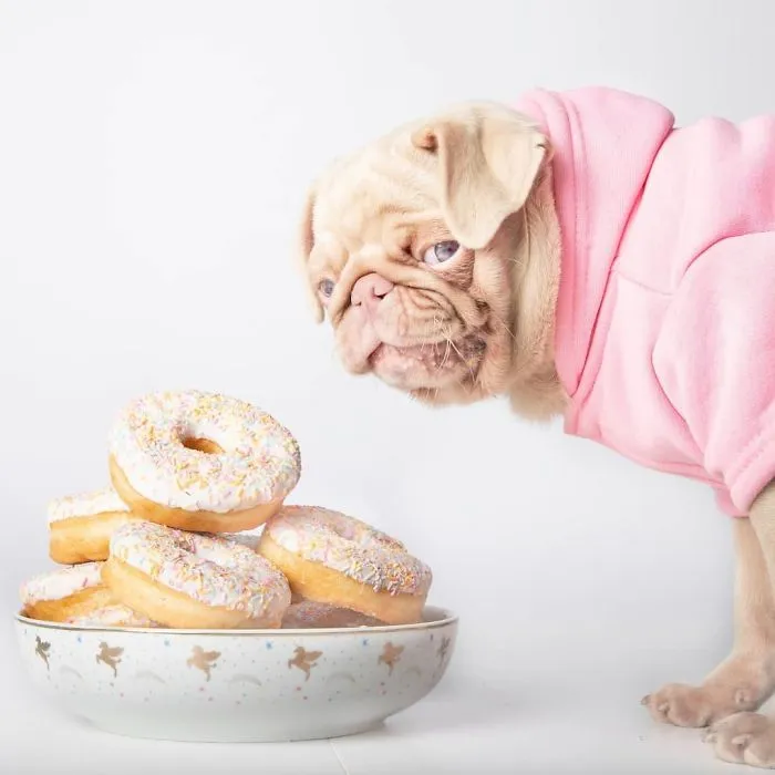 One Of Less Than 100 Pink Pugs In The World ‘Milkshake’ Is Stealing Hearts On Instagram