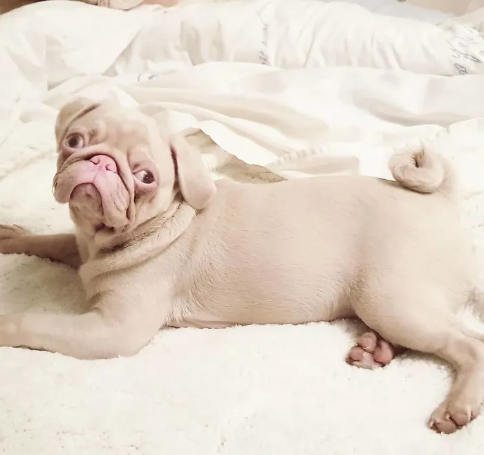 One Of Less Than 100 Pink Pugs In The World ‘Milkshake’ Is Stealing Hearts On Instagram
