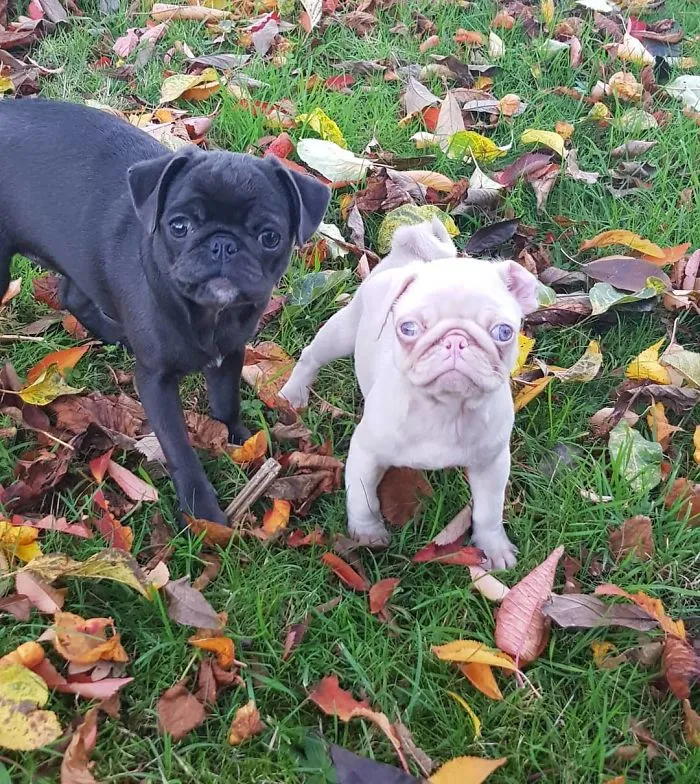 One Of Less Than 100 Pink Pugs In The World ‘Milkshake’ Is Stealing Hearts On Instagram