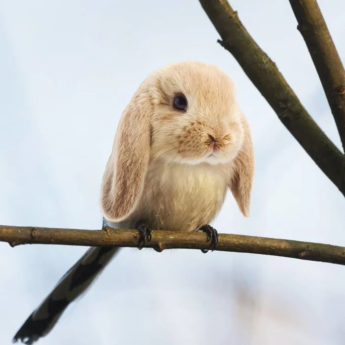 Burb