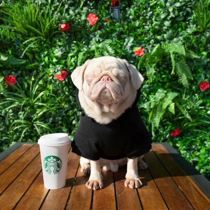 One Of Less Than 100 Pink Pugs In The World ‘Milkshake’ Is Stealing Hearts On Instagram
