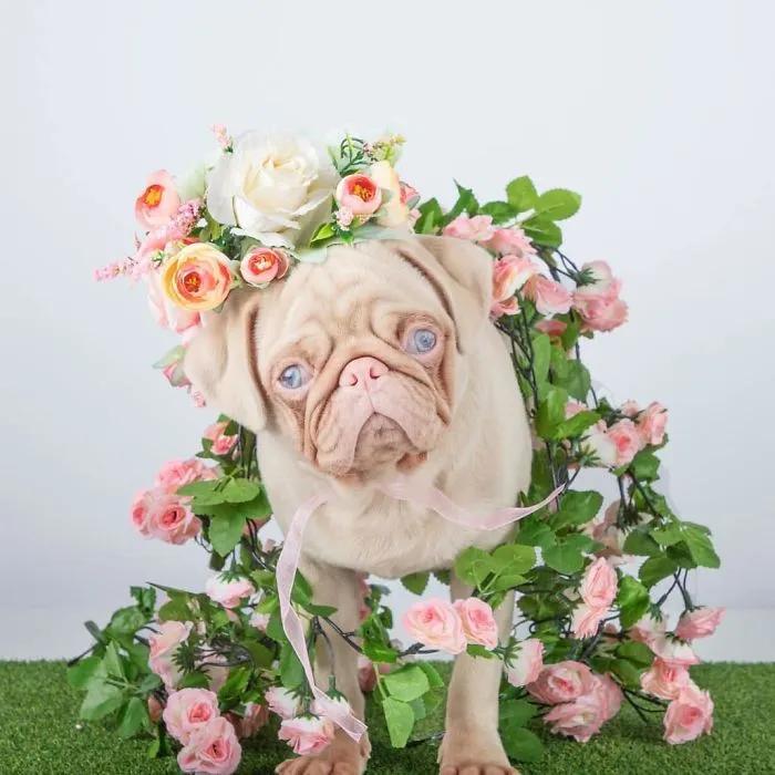 One Of Less Than 100 Pink Pugs In The World ‘Milkshake’ Is Stealing Hearts On Instagram