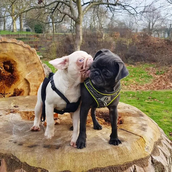 One Of Less Than 100 Pink Pugs In The World ‘Milkshake’ Is Stealing Hearts On Instagram