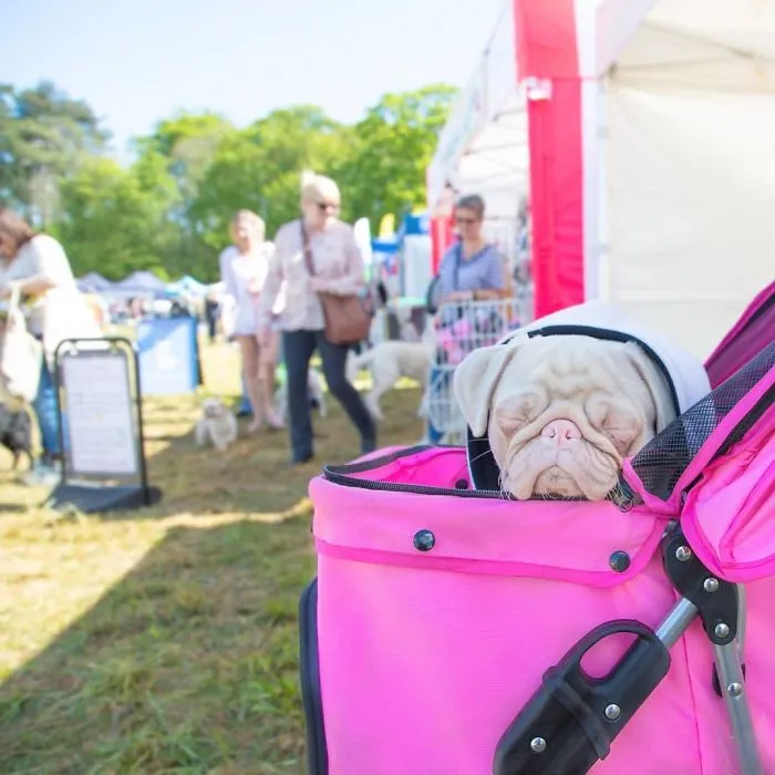 One Of Less Than 100 Pink Pugs In The World ‘Milkshake’ Is Stealing Hearts On Instagram