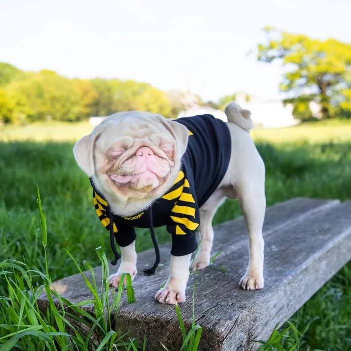 One Of Less Than 100 Pink Pugs In The World ‘Milkshake’ Is Stealing Hearts On Instagram
