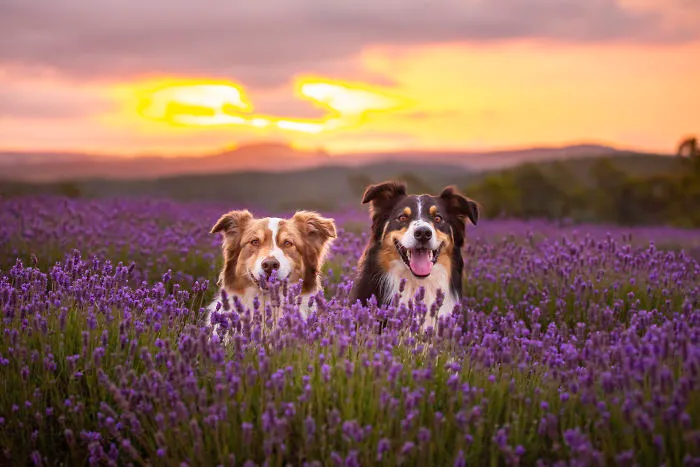 Every January, I Go To Blooming Lavender Fields In Tasmania To Take These Dreamy Photos Of Pets (100 Pics)