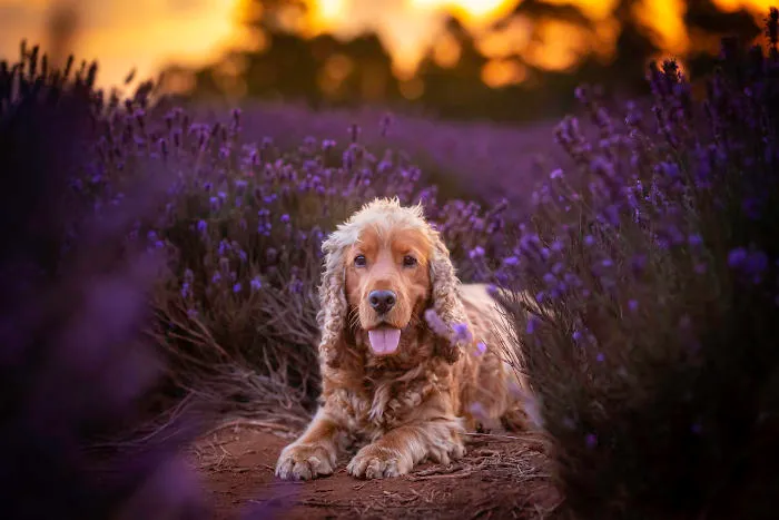 Every January, I Go To Blooming Lavender Fields In Tasmania To Take These Dreamy Photos Of Pets (100 Pics)