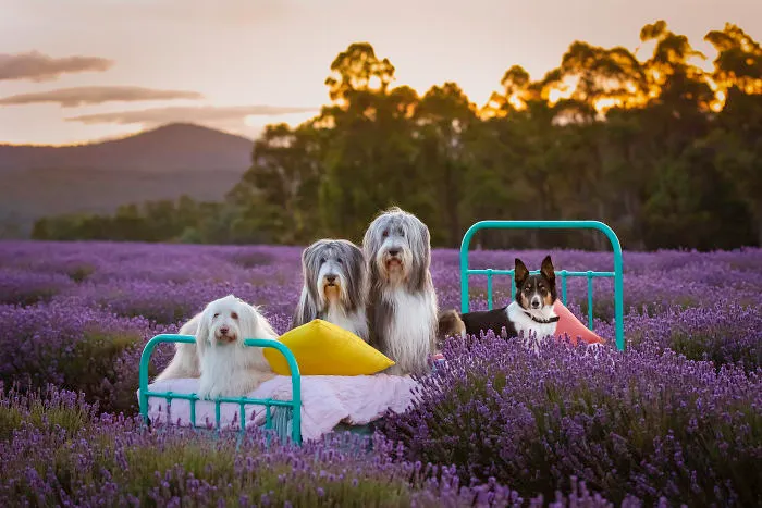 Every January, I Go To Blooming Lavender Fields In Tasmania To Take These Dreamy Photos Of Pets (100 Pics)