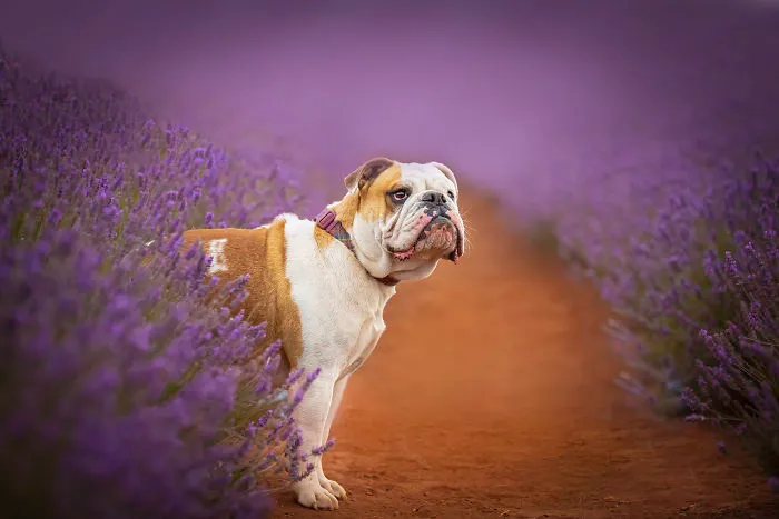 Every January, I Go To Blooming Lavender Fields In Tasmania To Take These Dreamy Photos Of Pets (100 Pics)