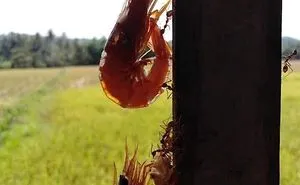 40 Times Mother Nature Proved To Be Scary As Hell (WARNING: This List Might Be Too Scary For You)