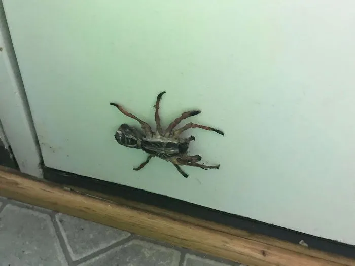 People In Quarantine Finally Have The Time For Cool Projects, And Here Are 32 Of The Most Creative Ones