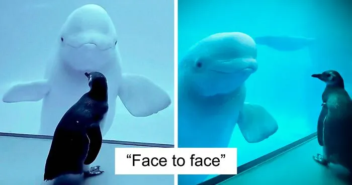 Penguins Meet Beluga Whales In A Closed Aquarium And It's Adorable How Curious They Are