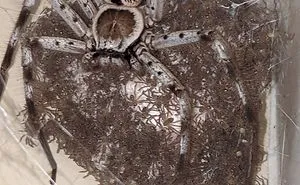 40 Times Mother Nature Proved To Be Scary As Hell (WARNING: This List Might Be Too Scary For You)