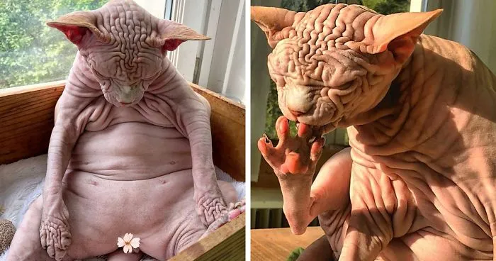 This Extra-Wrinkly Evil-Looking Cat Is Actually Very Lovely (30 Pics)
