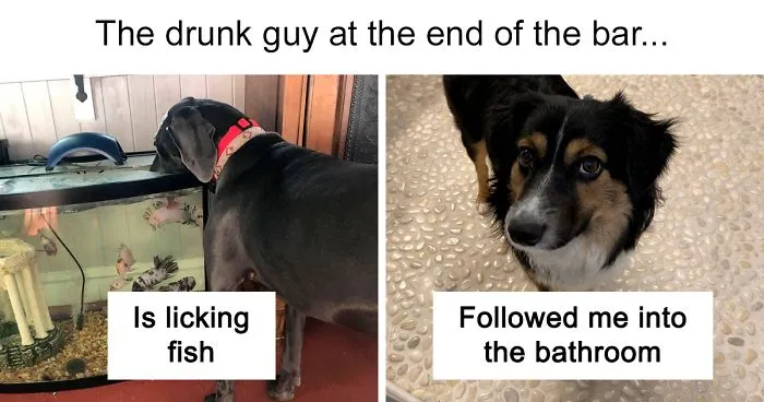 Someone Says To Refer To Your Pet As 'The Drunk Guy At The Back Of The Bar' And People Deliver (30 Posts)