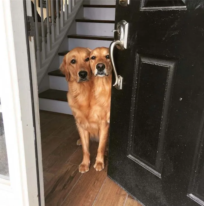 Mis perros se han fusionado