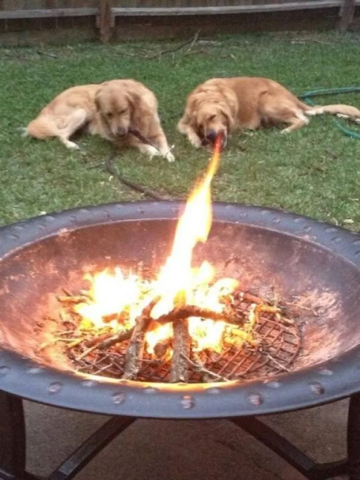 ¿Cómo le enseño esto a mi perro?