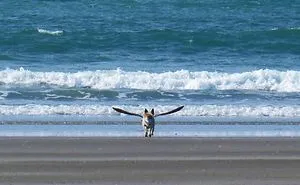 People Are Having Trouble Understanding This Dog Picture
