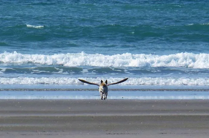 Bird-Dog