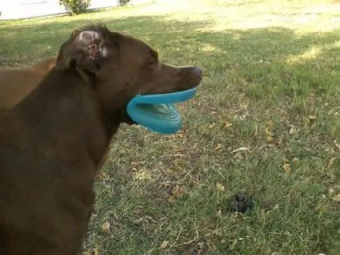 Perro con labios de frisbi