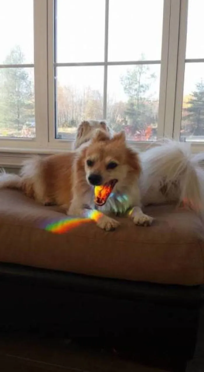 Belching Rainbows
