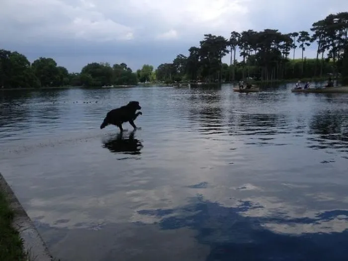 Parece que corre sobre el agua
