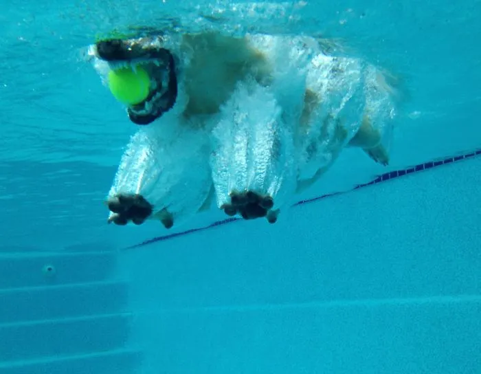 Es un labrador pero parece un oso polar
